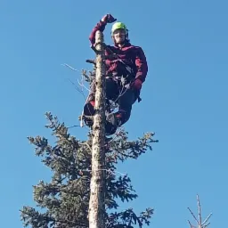 Arborysta w kasku ochronnym na szczycie obciętego drzewa iglastego, częściowo ogołoconego z gałęzi, na tle błękitnego nieba.