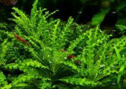 Gęsty, zielony podwodny krajobraz roślin akwariowych z kilkoma małymi, pomarańczowymi krewetkami pływającymi między liśćmi.