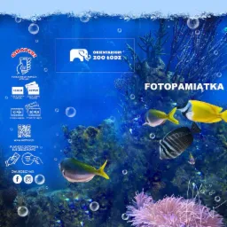 Fotopamiątka z Orientarium Zoo Łódź: podwodny świat z kolorowymi rybami i bąbelkami powietrza, logo zoo w lewym górnym rogu, informacje o cenach zdjęć pamiątkowych z kodem QR.