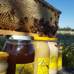 Nasze pasieki są usytuowane na terenie Parku Krajobrazowego Wysoczyzny Elbląskiej z których pozyskujemy miód wielokwiatowy i lipowy. Prowadzimy także pasiekę wędrowną gdzie główne pożytki to rzepak, gryka i nawłoć. Adres: Metalowców 15  tel.574046580

