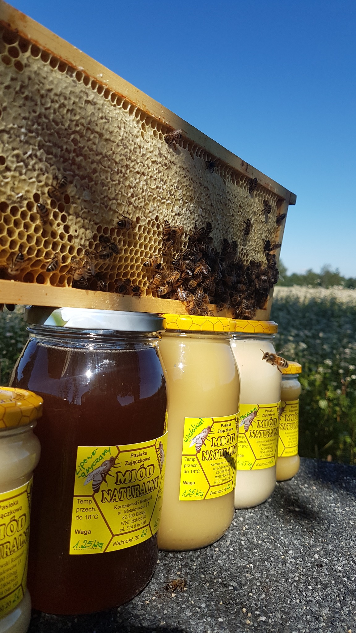 Ujęcie z dołu na ramkę z plastrem pełnym pszczół i miodu, ustawioną nad rzędem słoików z etykietami 'Miód Naturalny Pasieka Zajączkowo', z latającą pszczołą w tle i polną roślinnością w oddali.