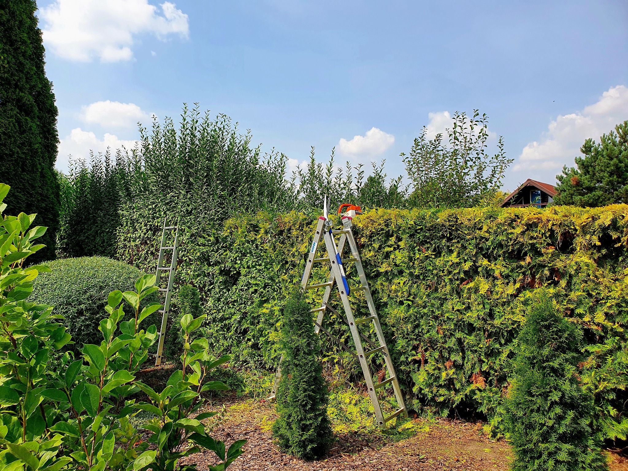 Przycinanie żywopłotu, formowanie, czyszczenie roślin.