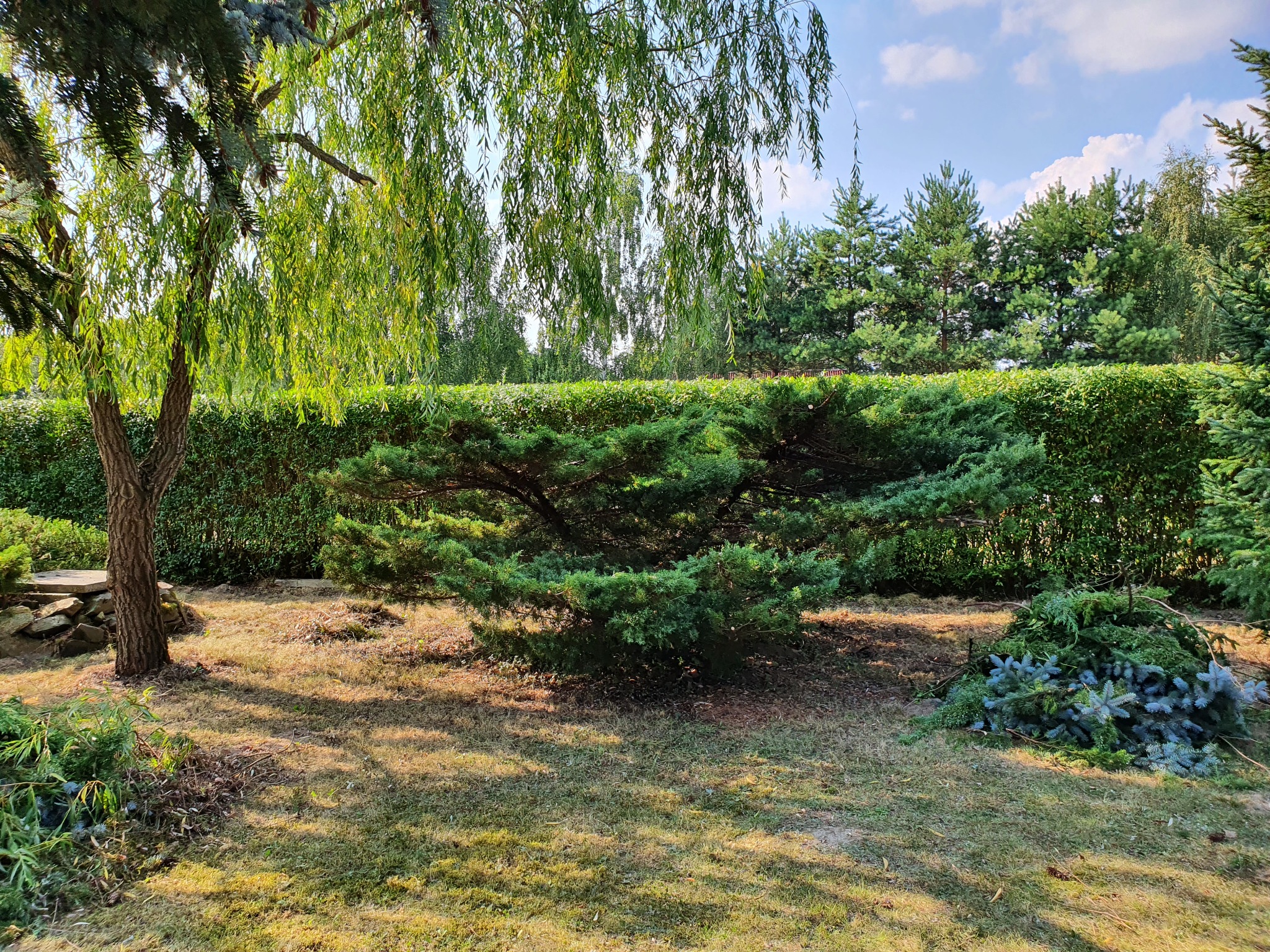 Uformowany, niski krzew iglasty na trawniku przed równo przyciętym żywopłotem, w tle drzewa iglaste i błękitne niebo z chmurami.