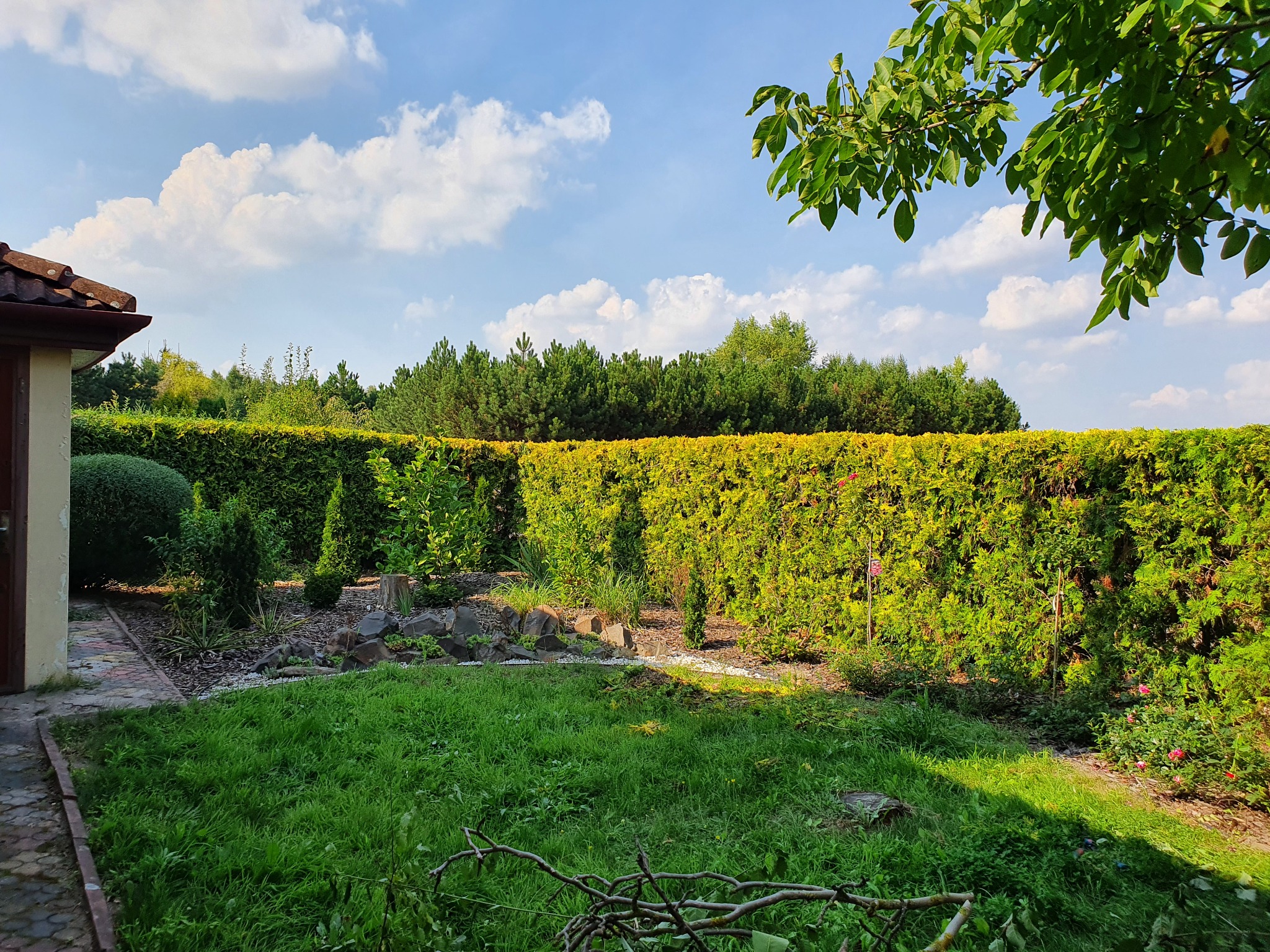 Wypielęgnowany ogród z równo przyciętym żywopłotem z tui, widoczne drzewa iglaste w tle i fragment trawnika z gałęziami.