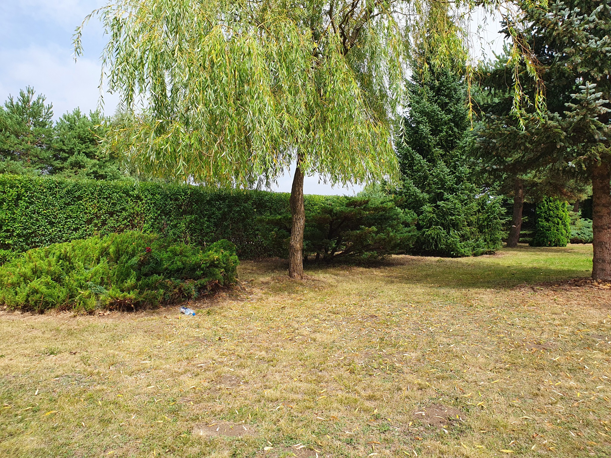 Widok na ogród z płaczącą wierzbą na pierwszym planie, za nią równo przycięty żywopłot i inne drzewa iglaste.