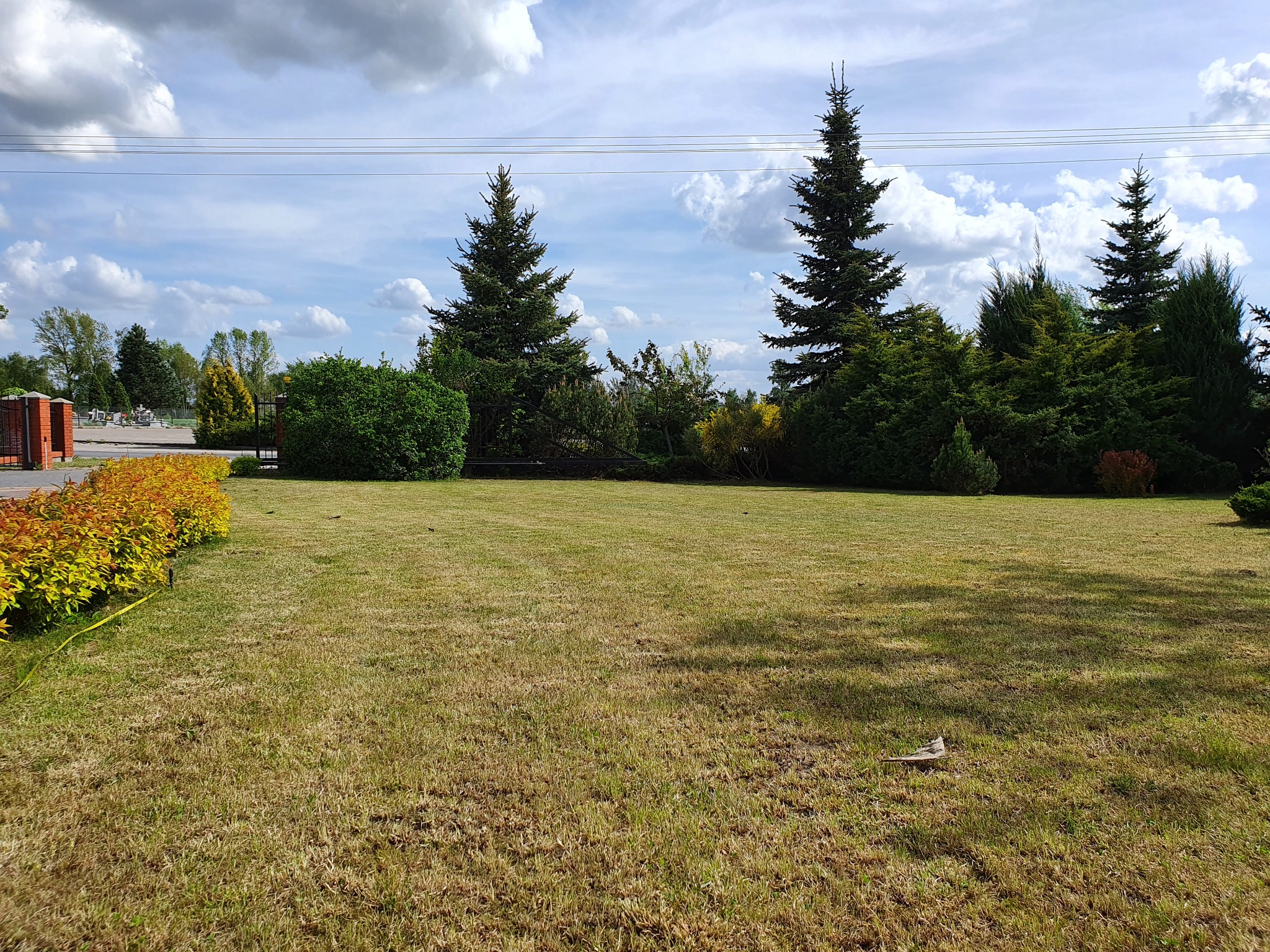 Rozległy trawnik z widocznymi śladami po wertykulacji, otoczony ozdobnymi krzewami i wysokimi drzewami iglastymi, na tle błękitnego nieba z obłokami.