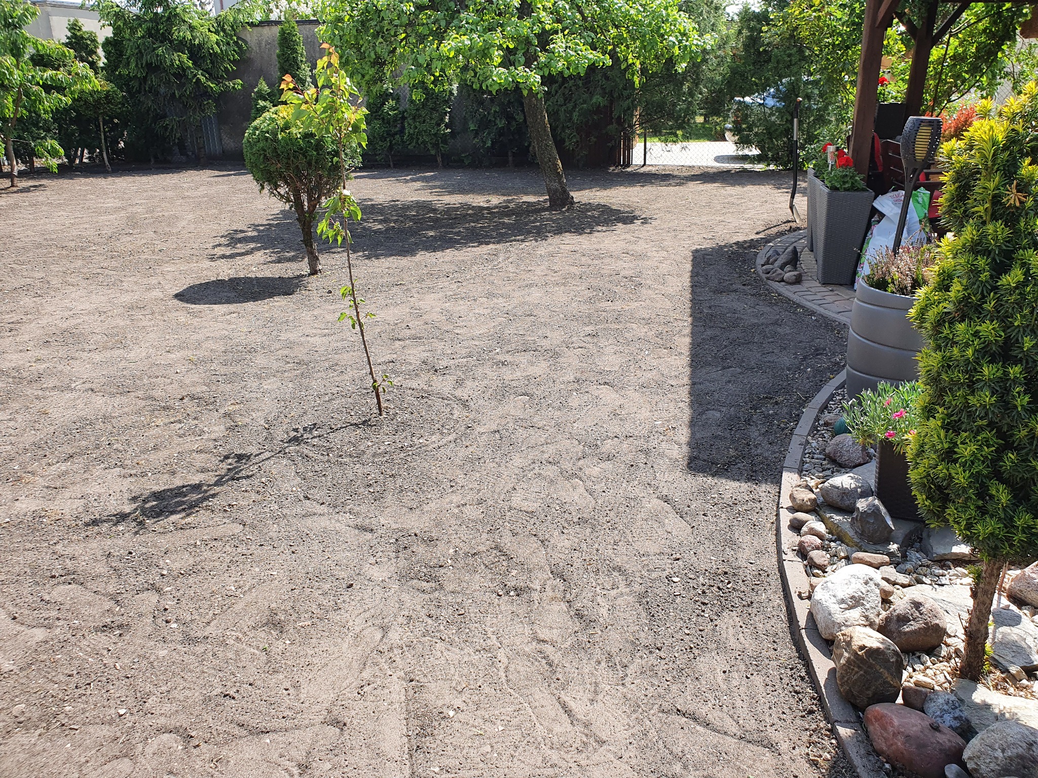 Przygotowany teren pod trawnik z młodymi drzewkami i krzewami, widoczne ślady wałowania, obrzeża z kamieni i rośliny w donicach.