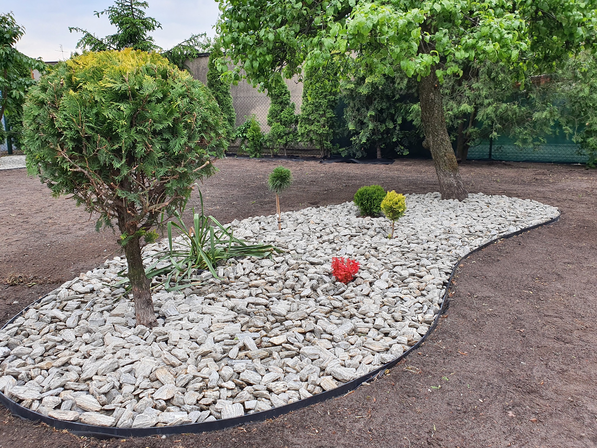 Ogród z nasadzeniami: kulista tuja o żółtych końcówkach, małe krzewy, czerwona roślina ozdobna, wysypane ozdobnym kamieniem, obrzeże z tworzywa.