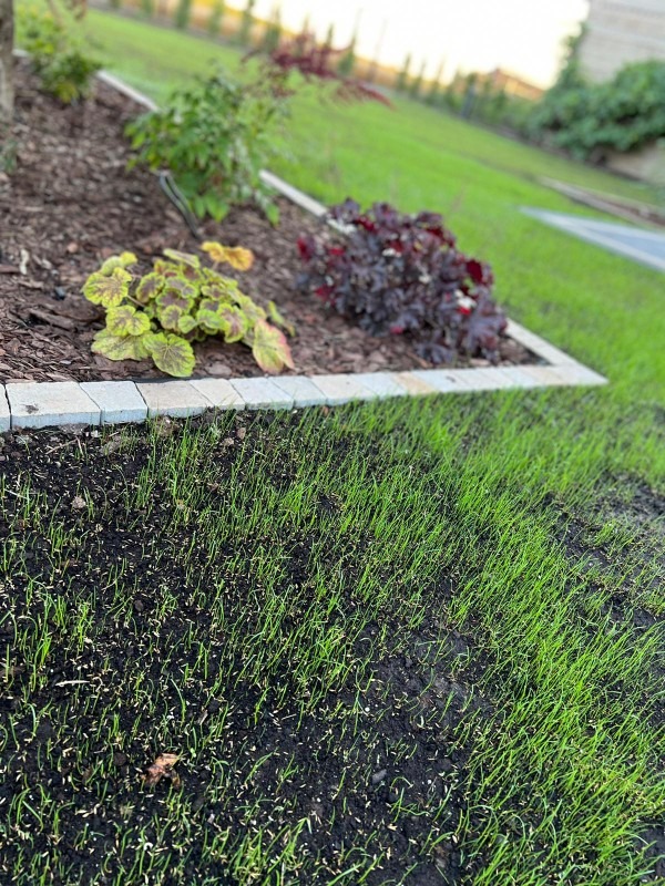 Świeżo posiany trawnik z młodymi źdźbłami, obrzeże z jasnych kostek oddziela rabatę z roślinami ozdobnymi, takimi jak żurawki o bordowych i zielono-żółtych liściach, kora rozsypana na rabacie.