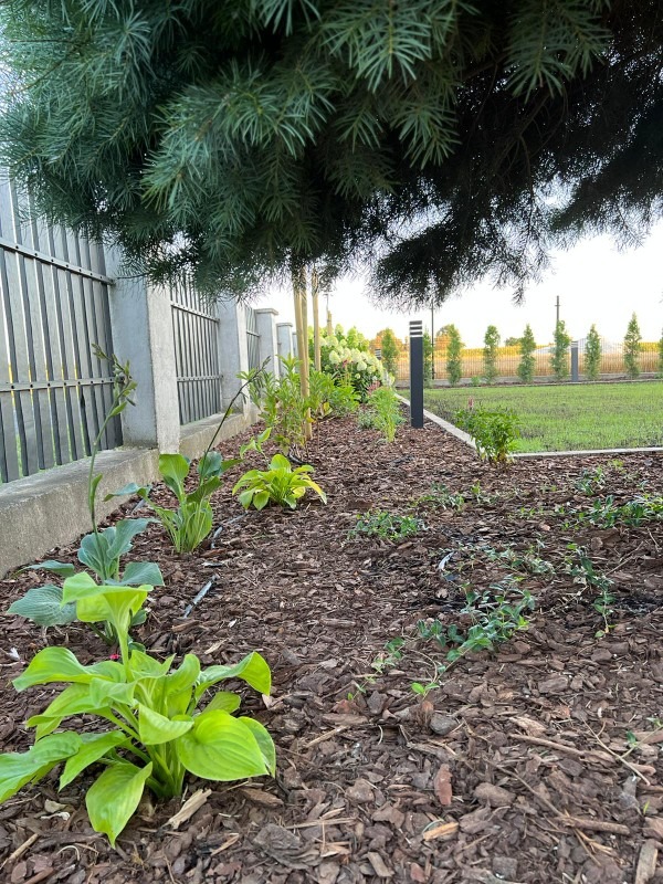 Świeżo założony trawnik z nasadzeniami host, obrzeżami, siatką na krety i oświetleniem, widok z bliska na korę rozsypaną między roślinami, ogrodzenie panelowe w tle.