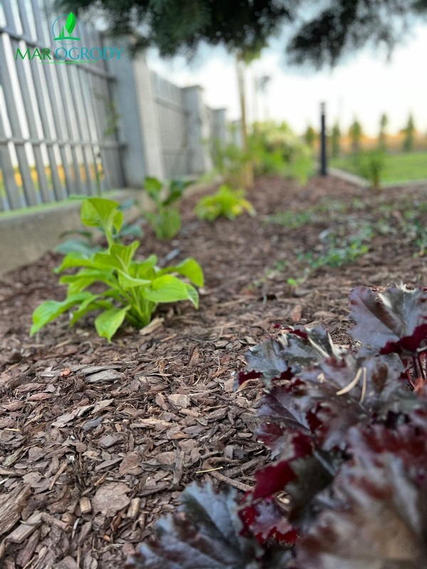 Rabata z nowo posadzonymi roślinami, wyściółkowana korą drzewną. Widoczne funkie i żurawki. W tle ogrodzenie panelowe i lampa ogrodowa.