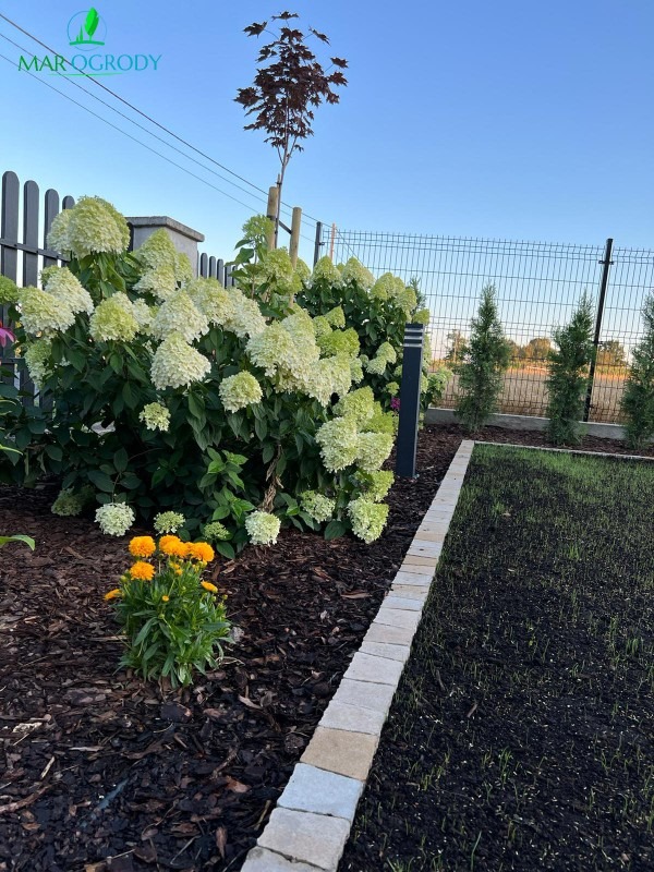 Świeżo założony trawnik z obrzeżem z jasnych kostek, rabata z korą, hortensje bukietowe i pomarańczowe aksamitki, w tle drzewo o purpurowych liściach i tuje.