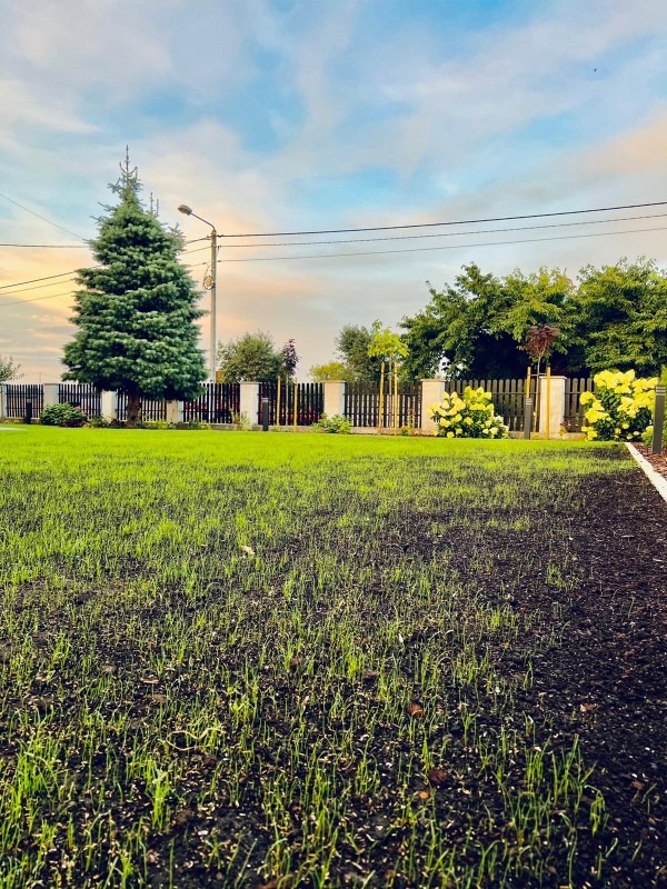 Świeżo zasiany trawnik z młodymi źdźbłami trawy, widoczna ciemna ziemia, w tle ogrodzenie, drzewa i krzewy ozdobne, błękitne niebo z delikatnymi chmurami.