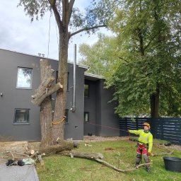 Wycinka drzew Wola Gołkowska 2