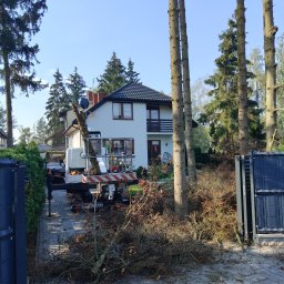 Wycinka drzew Wola Gołkowska 4