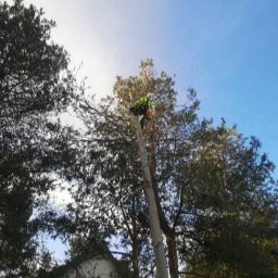 Szympek wycinka drzew - Solidne Usługi Wysokościowe Piaseczno