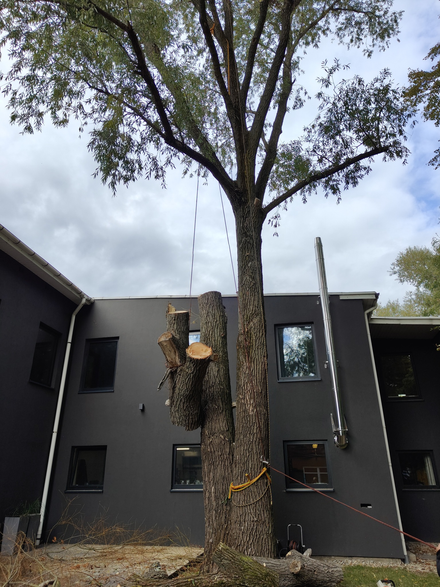 Drzewo po częściowej wycince, zabezpieczone linami, na tle nowoczesnego, ciemnego budynku z kominem.