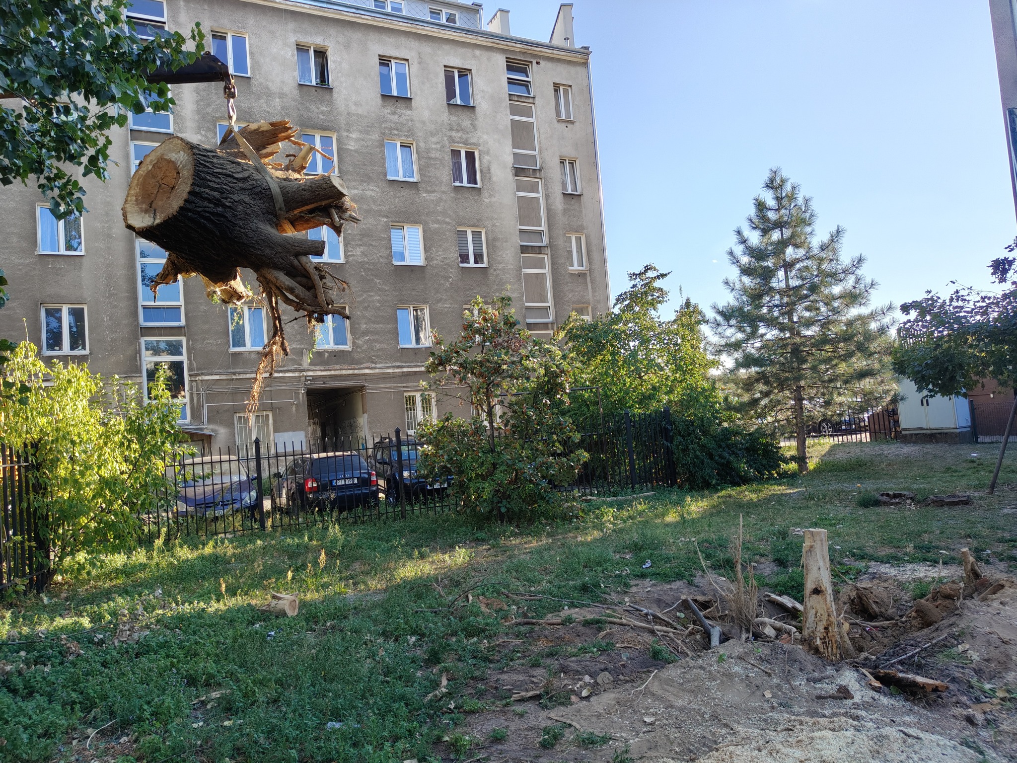 Kawałek pnia drzewa z korzeniami uniesiony przez dźwig na tle bloku mieszkalnego i zieleni.