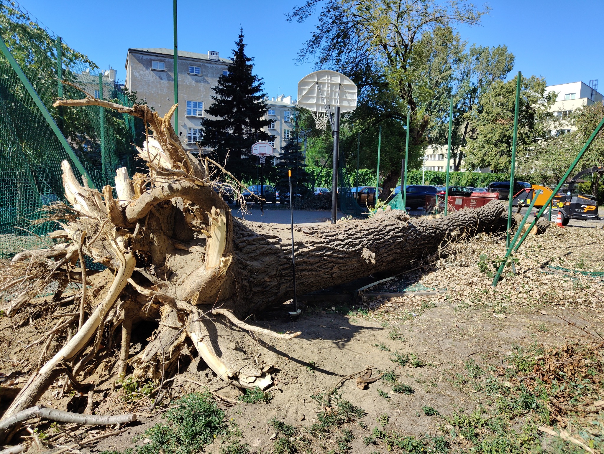 Świeżo powalone drzewo z odsłoniętym systemem korzeniowym leży na placu zabaw obok boiska do koszykówki, w tle widoczny budynek mieszkalny.