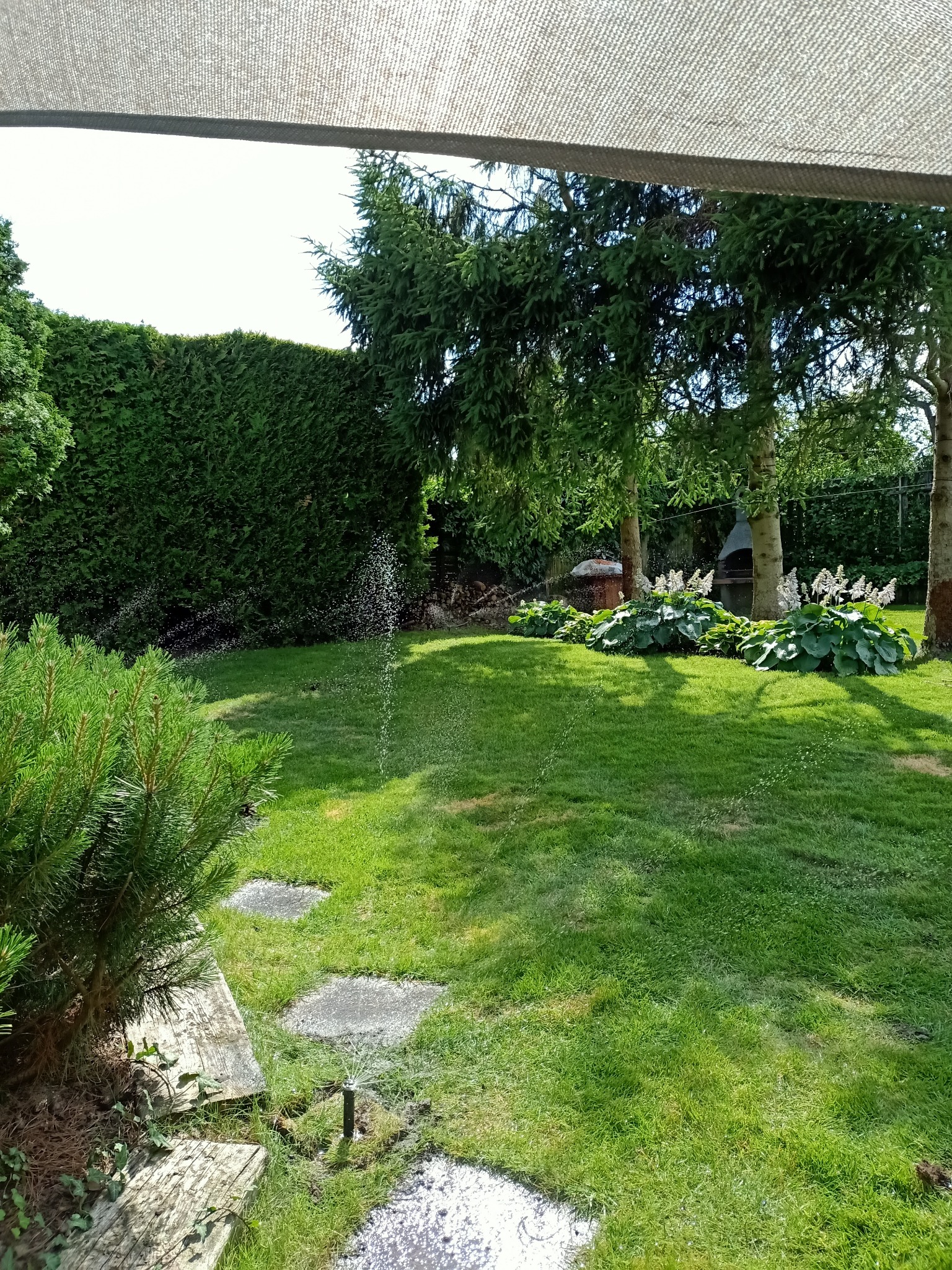 Automatyczne nawadnianie trawnika w ogrodzie, widoczne zraszacze w trakcie pracy, zielona trawa, tuje w tle, drzewa i rośliny ozdobne.