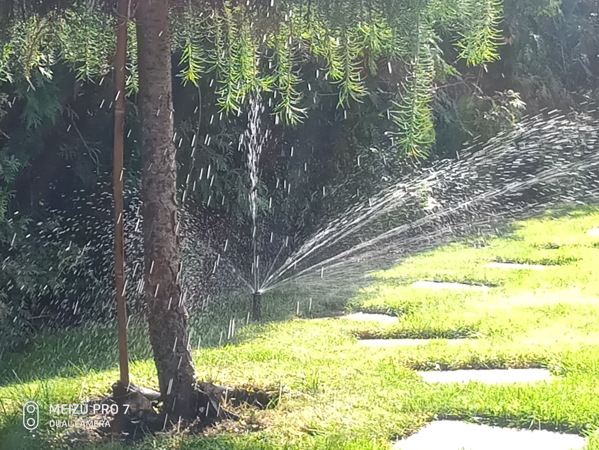Automatyczny zraszacz nawadnia trawnik z elementami ścieżki z płyt, w tle roślina iglasta.