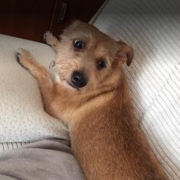 Psi Fryzjer✂️ - Profesjonalne strzyżenie psów🐶