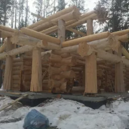 Surowy szkielet domu z bali w trakcie budowy, z widocznymi korzeniami drzew jako elementami konstrukcyjnymi na tle zimowego lasu.