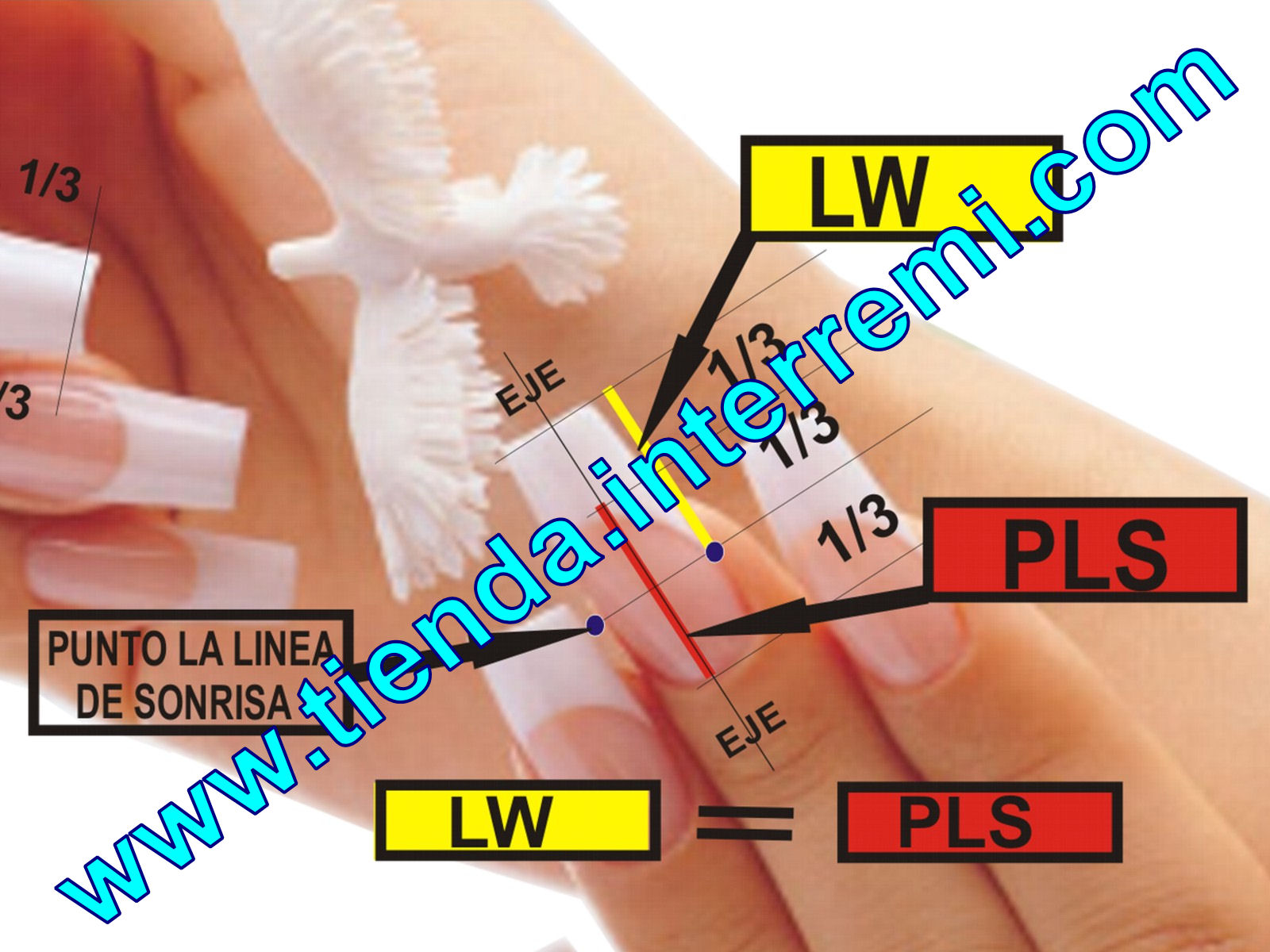 Schemat z naniesionymi liniami i oznaczeniami (LW, PLS, EJE, 1/3) na dłoni z paznokciami, prezentujący technikę modelowania idealnej linii uśmiechu w stylizacji paznokci.