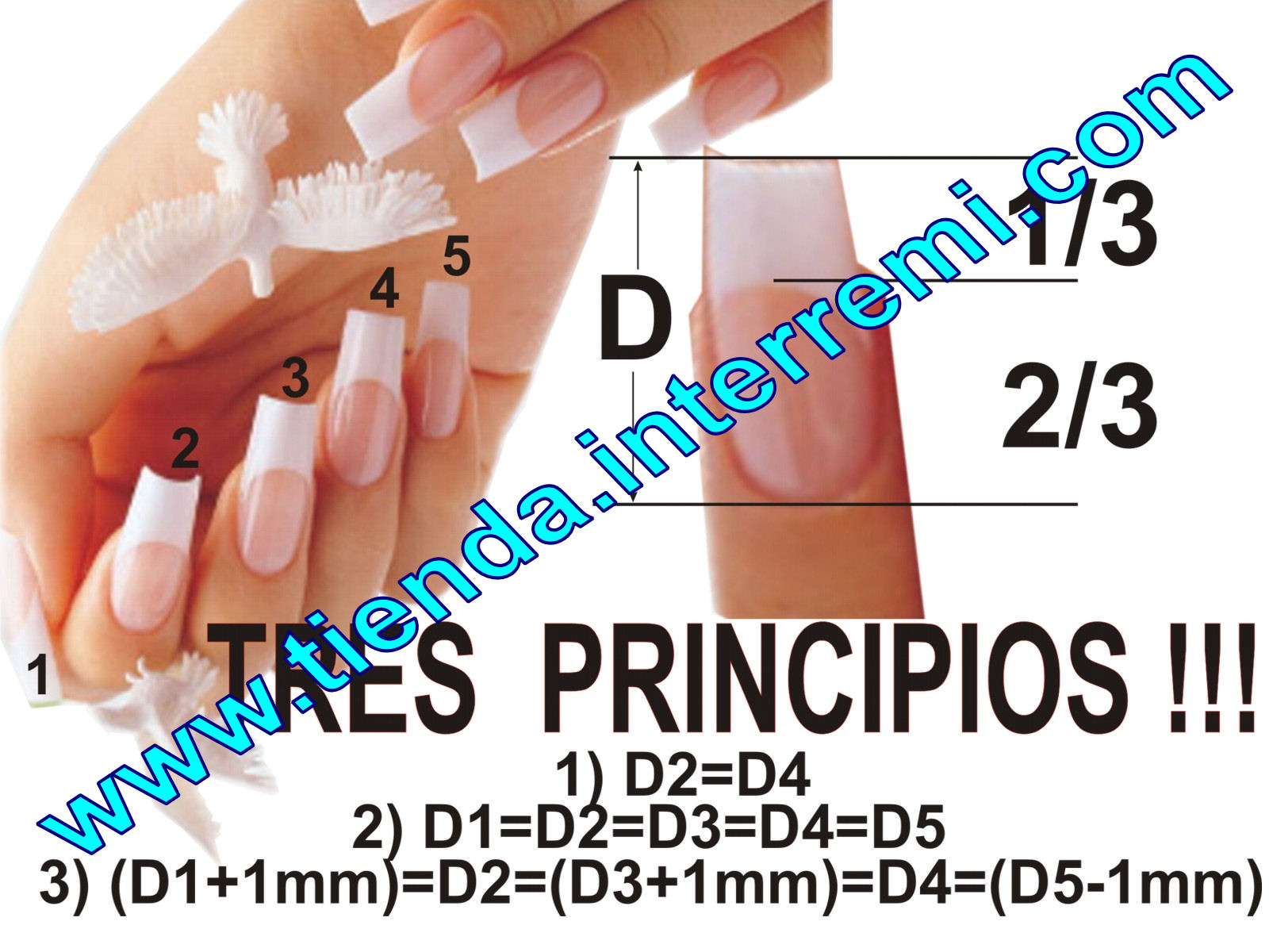Schemat z numeracją i wymiarami idealnej linii uśmiechu na paznokciach french manicure, z uwzględnieniem relacji między długościami poszczególnych paznokci i kształtem białej końcówki, obok dłoń...