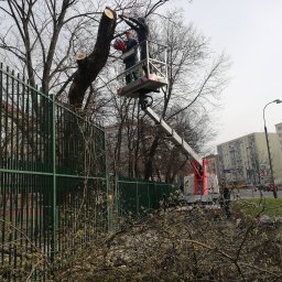 PHU STANEK Mateusz Wąsowski - Dwóch pracowników na podnośniku koszowym przycina gałęzie wysokiego drzewa obok zielonego ogrodzenia, w tle budynki mieszkalne i ulica.