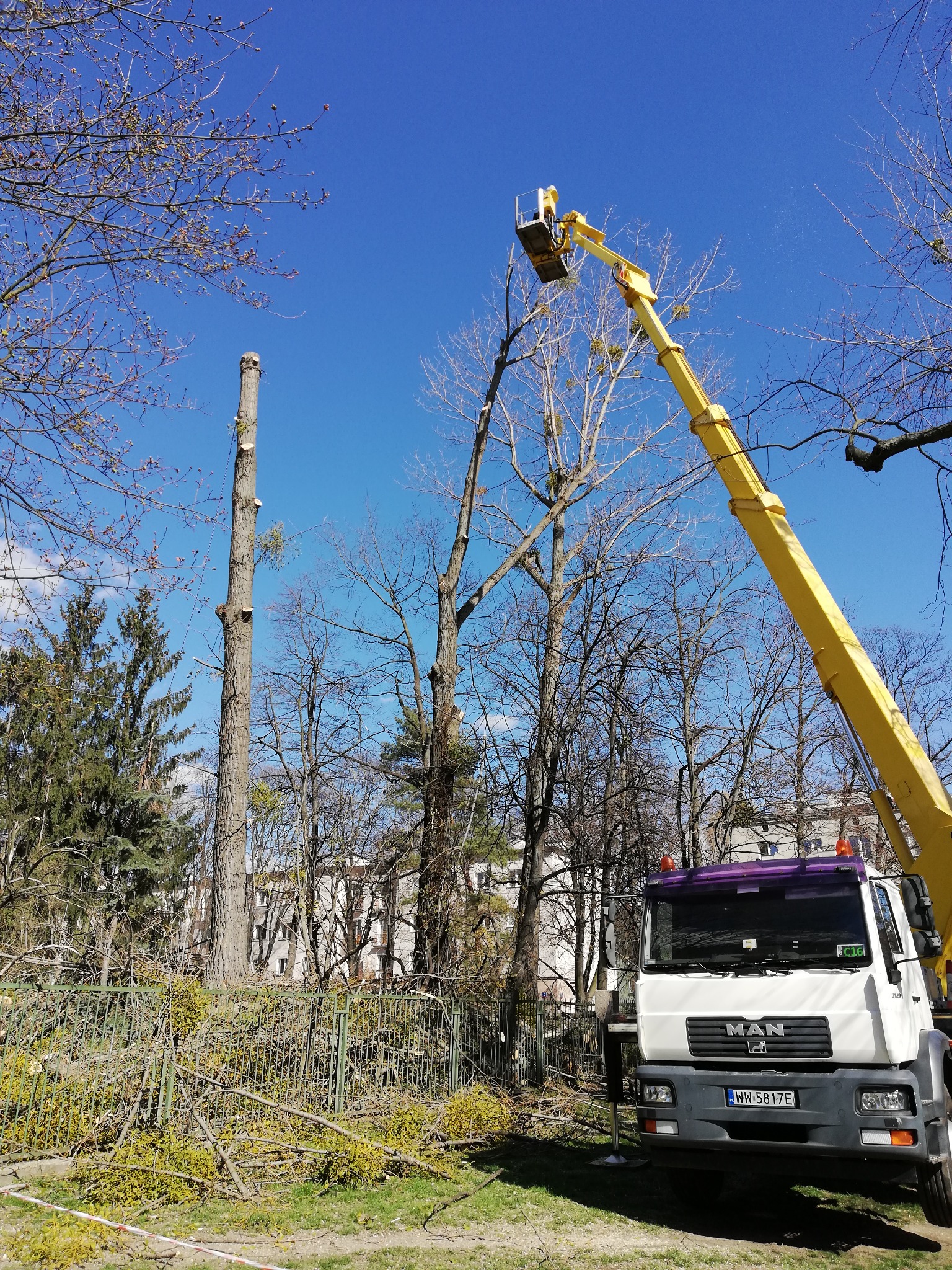Żółty podnośnik koszowy MAN na tle niebieskiego nieba i drzew, częściowo przycięte drzewo widoczne po lewej, gałęzie leżące na ziemi, budynek w tle.