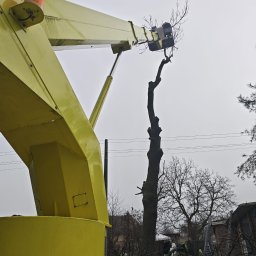 Wycinka drzew u klienta