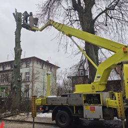 Mateusz Beśka Przedsiębiorstwo Handlowo-Usługowe EL-MAT - Żółty podnośnik koszowy z dwoma pracownikami w koszu przycinającymi wysokie drzewo w pobliżu budynku. Na ziemi leżą odcięte gałęzie.
