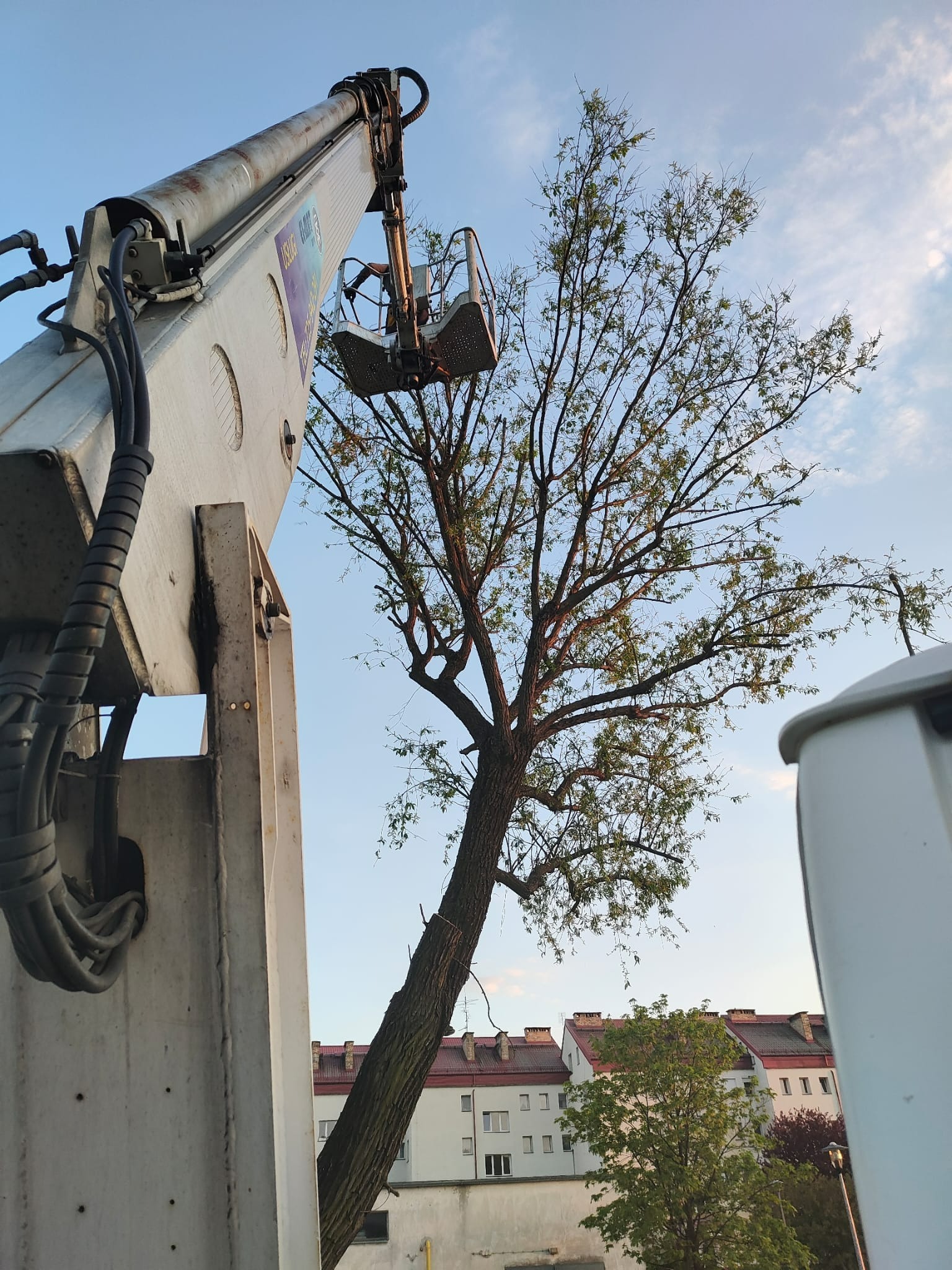 Podnośnik koszowy przy drzewie w mieście, widok z dołu. Kosz z pracownikiem na tle nieba i budynków. Przewody hydrauliczne i konstrukcja podnośnika.