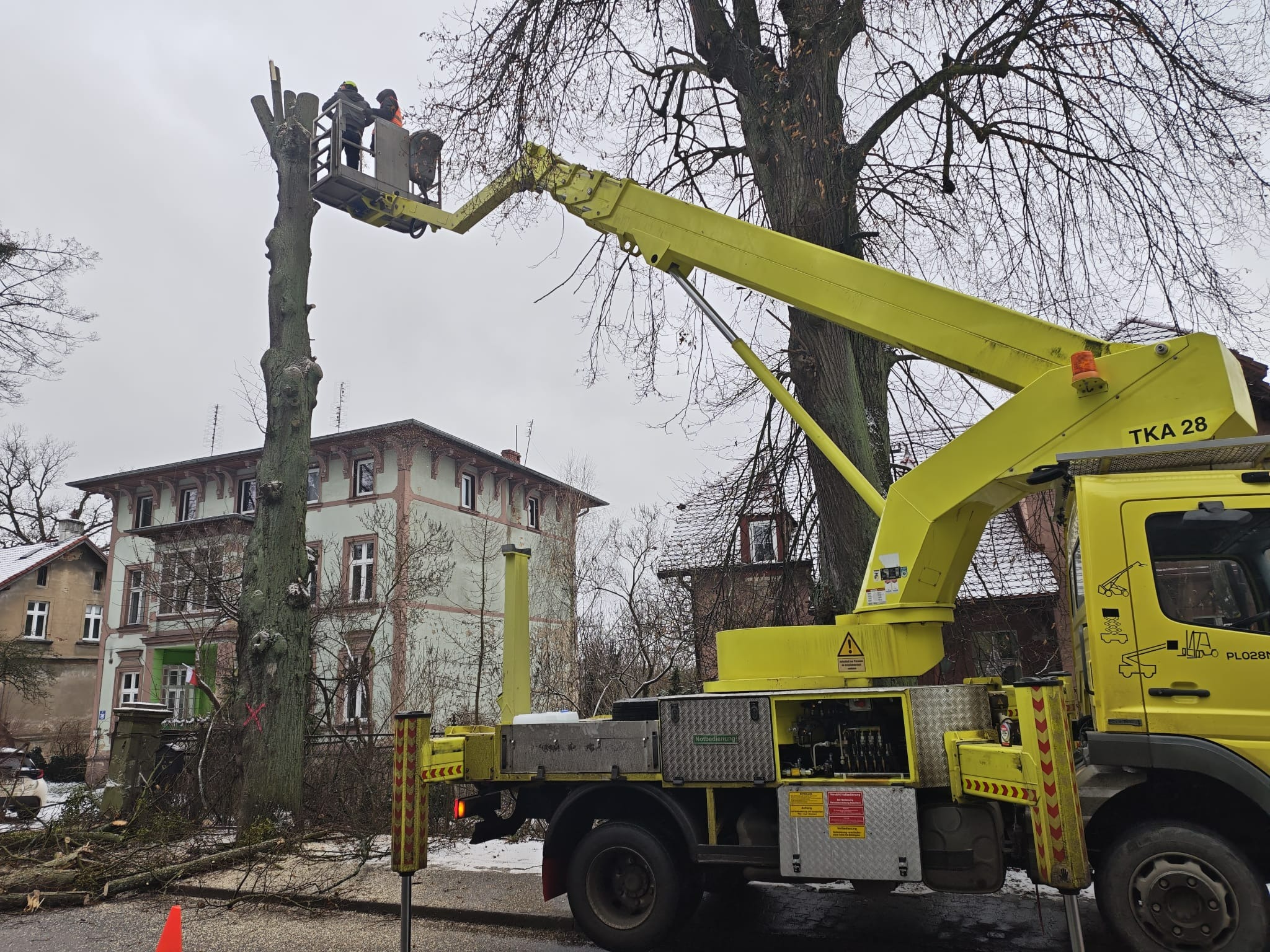 Żółty podnośnik koszowy z dwoma pracownikami w koszu przycinającymi wysokie drzewo w pobliżu budynku. Na ziemi leżą odcięte gałęzie.
