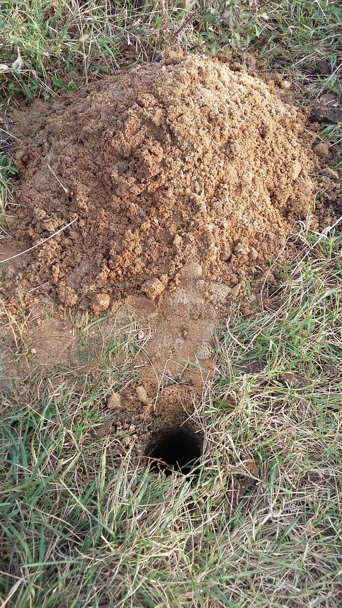 Otwór wiertniczy o średnicy 8 cm wykonany w piasku.