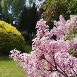 Kwitnący krzew bzu o delikatnych, różowych kwiatach na tle zielonego trawnika i różnorodnych drzew.