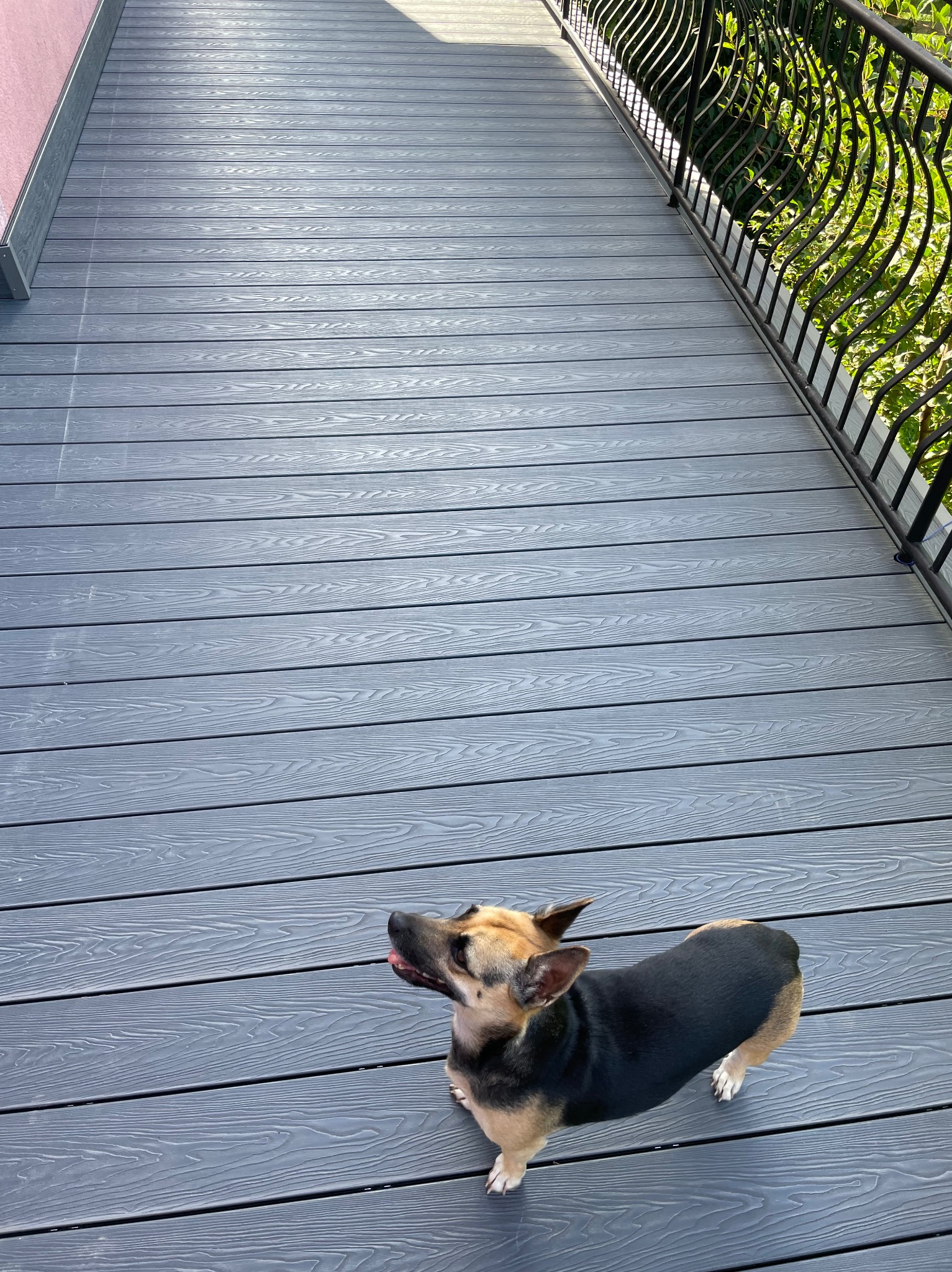 Szary taras kompozytowy z metalową balustradą i psem patrzącym w górę. Deski ułożone poziomo, widoczne detale faktury. Jasne, naturalne oświetlenie.