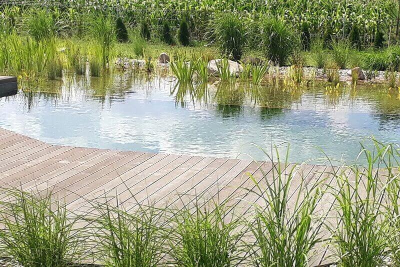 Naturalny zbiornik wodny z drewnianym pomostem, otoczony roślinnością wodną i trawami ozdobnymi, w tle pole kukurydzy.