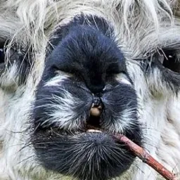 Zbliżenie na pysk białej lamy z czarnym nosem i ustami, trzymającej w zębach patyk, z widocznymi długimi, białymi włosami wokół pyska i zielonym, rozmytym tłem.