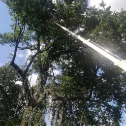 Pracownik na podnośniku koszowym przycina gałęzie drzewa, widoczne ślady cięcia na grubych konarach, w tle błękitne niebo z chmurami.