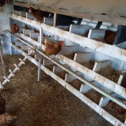 Kury rasy Rhode Island Red w kurniku z drewnianymi grzędami i gniazdami wyłożonymi słomą.