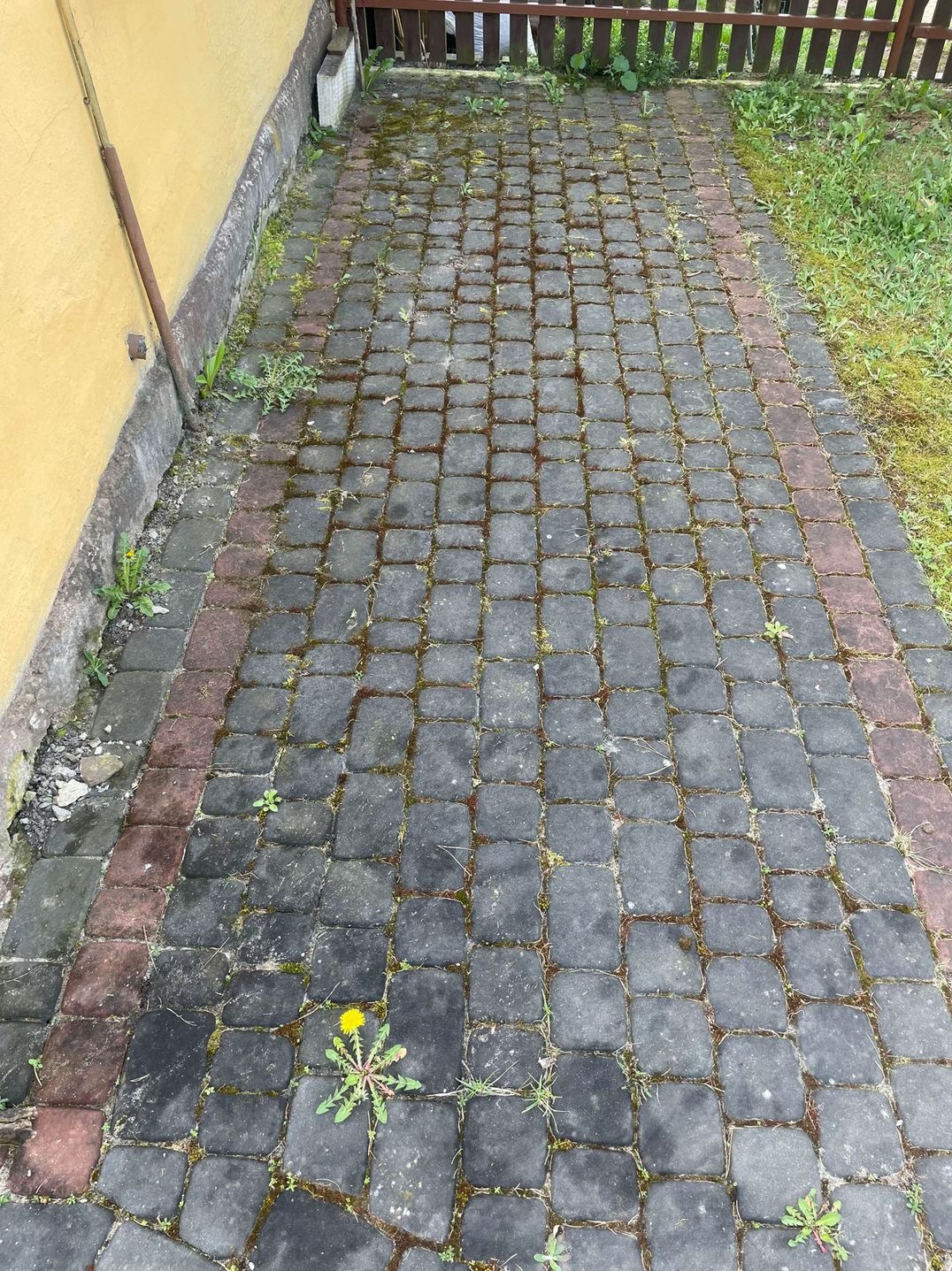 Zarośnięta kostka brukowa z mchem i chwastami, widoczny fragment żółtej ściany i drewnianego płotu.