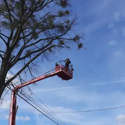 Pracownik w pomarańczowym kasku w podnośniku koszowym na tle błękitnego nieba, przycina gałęzie drzewa z jemiołą.