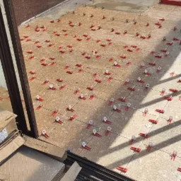 Układanie beżowych płytek na zewnątrz z użyciem systemu poziomowania z czerwonymi klipsami, widoczne narzędzia i opakowania kleju w tle.