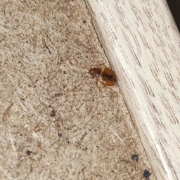 Dezynsekcja i deratyzacja Pruszków 1