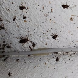 Dezynsekcja i deratyzacja Pruszków 2