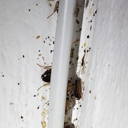 Dezynsekcja i deratyzacja Pruszków 3