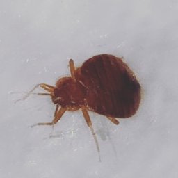 Dezynsekcja i deratyzacja Pruszków 4