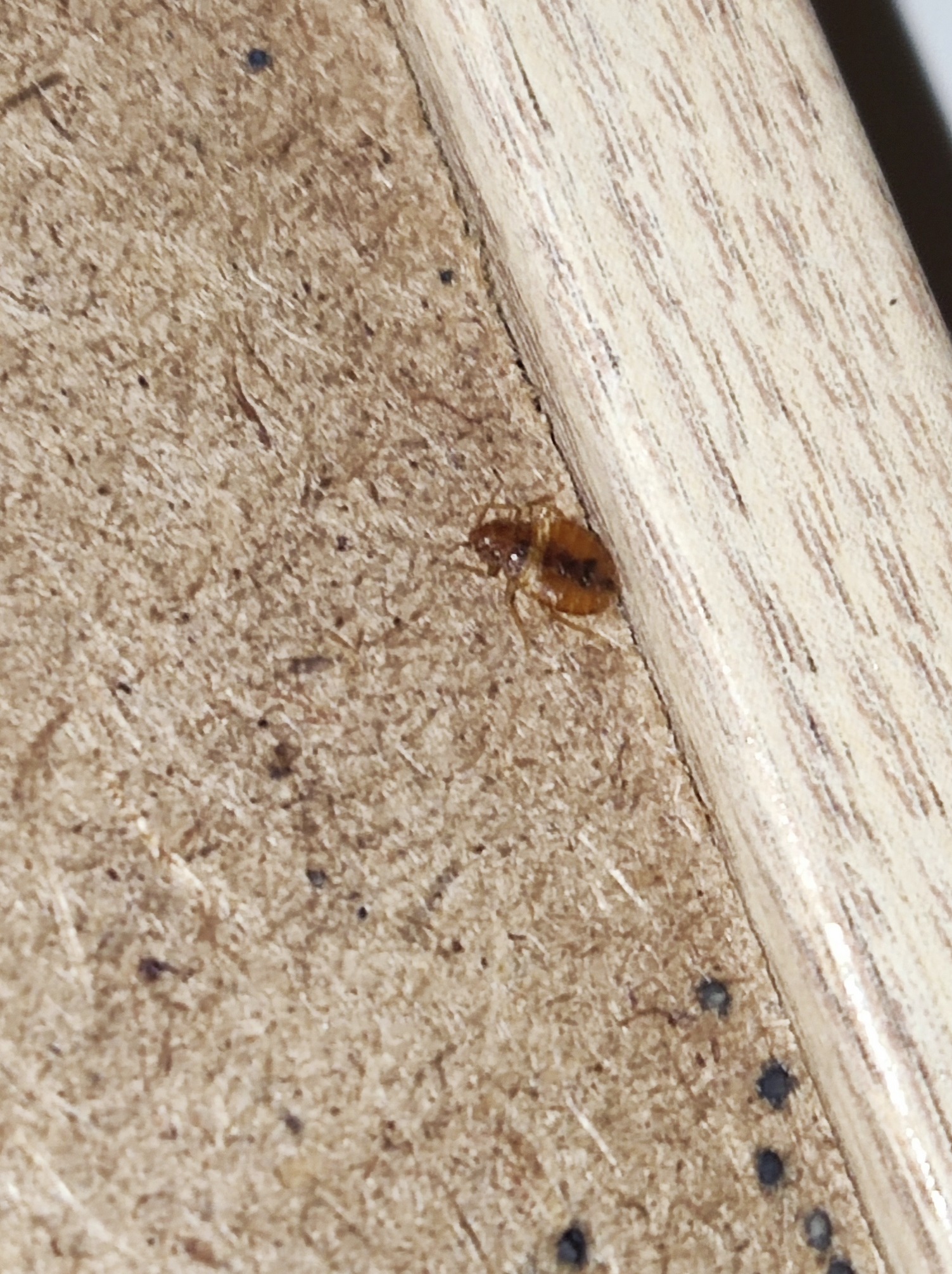 Powiększone ujęcie pluskwy na drewnianej powierzchni, widoczne ciemne plamki kału.